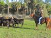 Animal Science: Managing Grassy Island 40 Acre Ranch